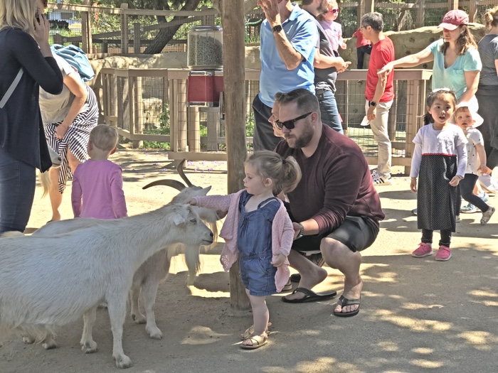 Happy Hollow Park & Zoo in San Jose: Worth the drive! 2 happy hollow petting zoo