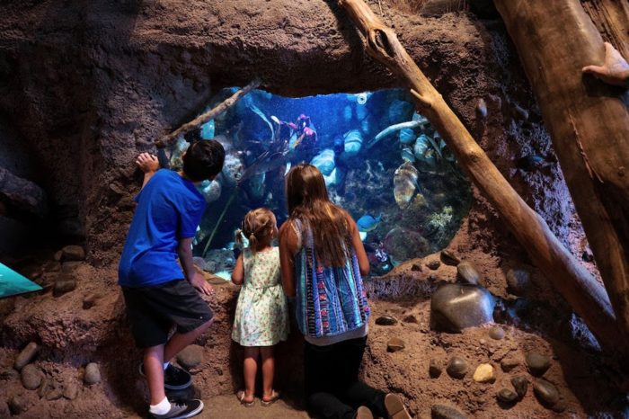 Turtle Bay Museum Salt Water Tank