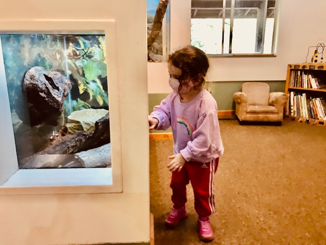 child looking at glass animal enclosure