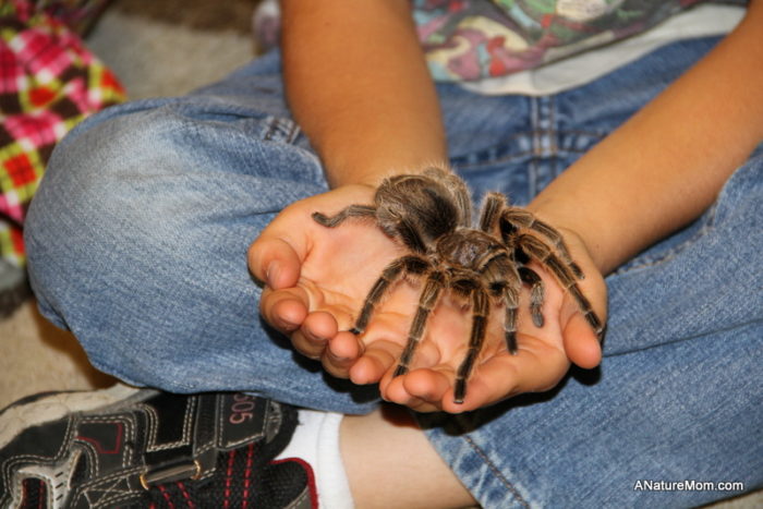 Child holding a tarantula at Sulphur Creek Hayward
