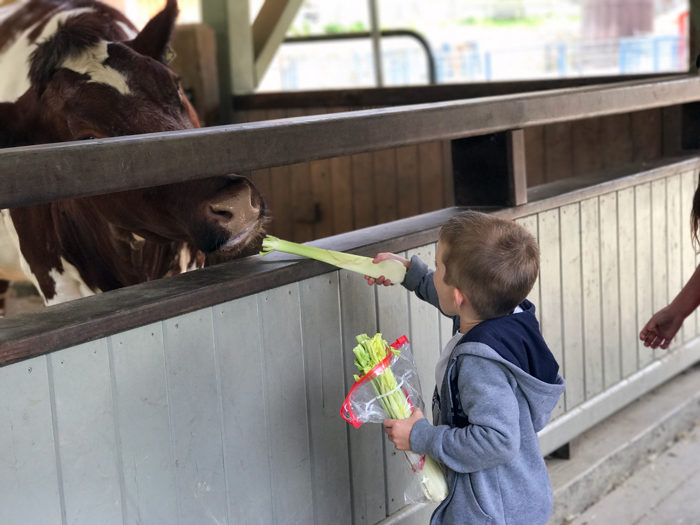 Tilden Park Little Farm kid feeds cow