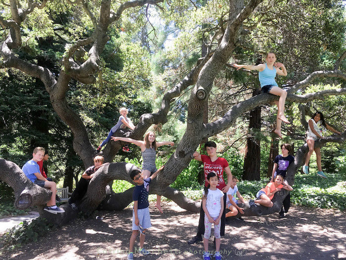 Piedmont Parks and Camps kids in a tree