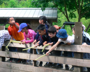 Cheap birthday party idea: Little Farm at Tilden Park