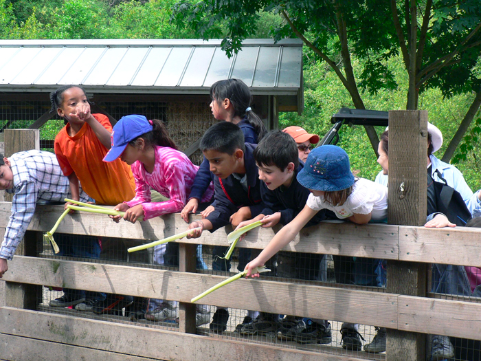Cheap birthday party idea: Little Farm at Tilden Park 1 tilden little farm birthday party