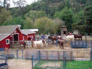 Little Farm in Tilden Regional Park