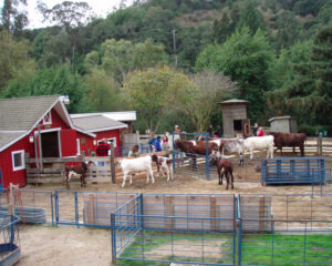 Little Farm in Tilden Regional Park