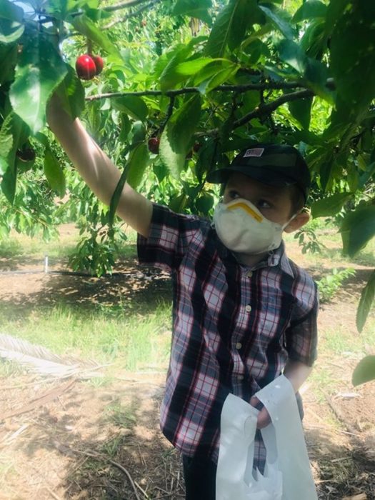 A Guide to Cherry Picking in Brentwood for 2023 510 Families