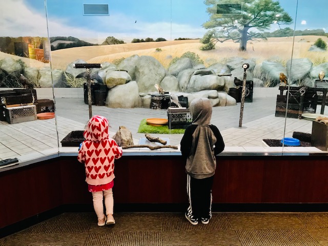 two kids looking at birds in enclosure