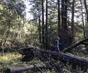 boy walking among redwoods