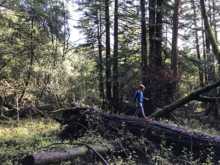 boy walking among redwoods