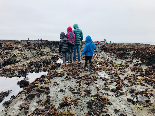 kids walking in tide pools