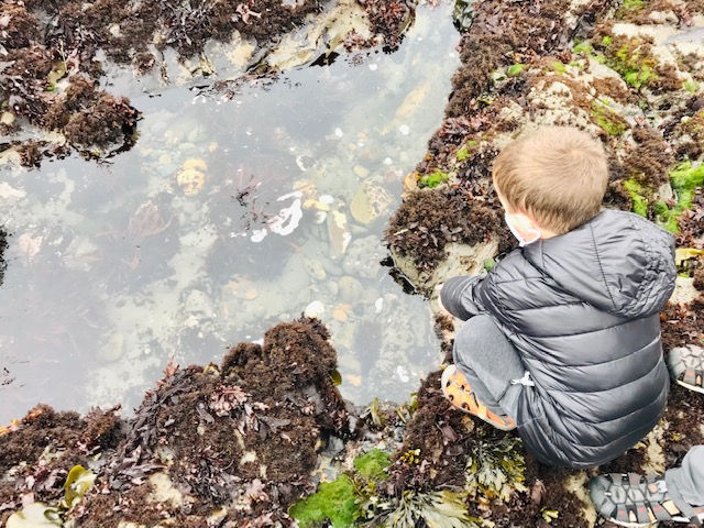 boy looking at tide pool