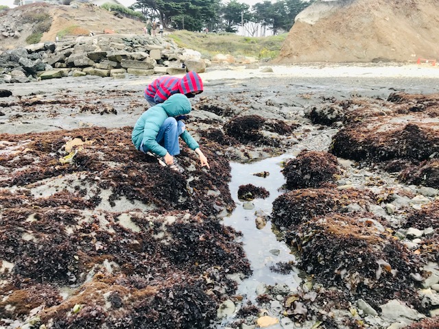 kids at tide pools