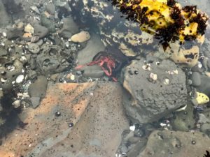 crab in tide pool