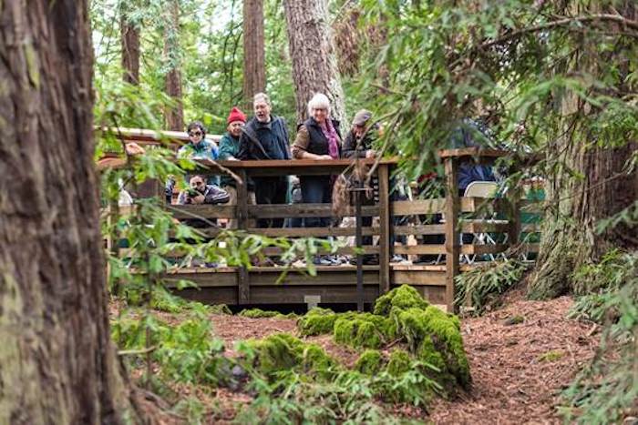 EBRPD redwood observation deck at Redwood Regional Park
