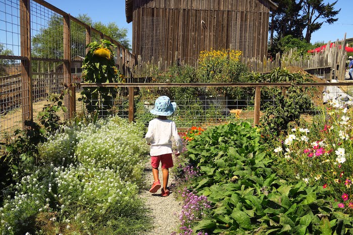 Chileno Valley Ranch apple orchard
