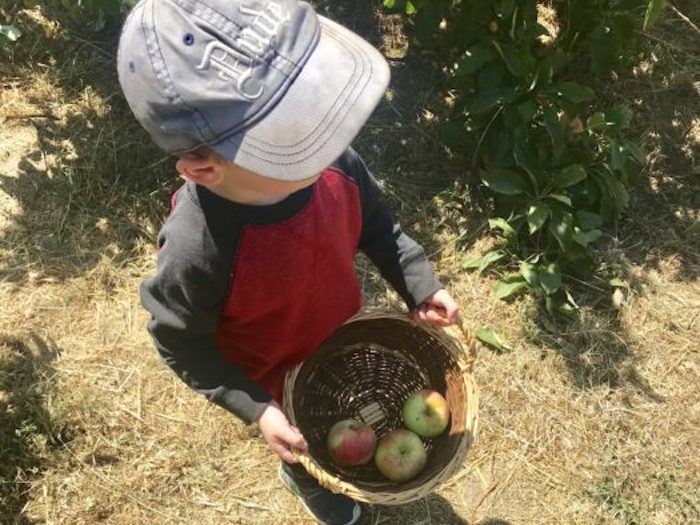 Apple picking at Chileno Valley Ranch
