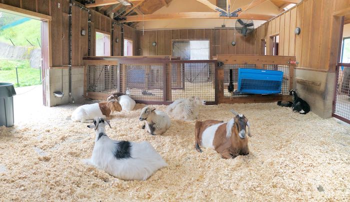 Petting zoo goats