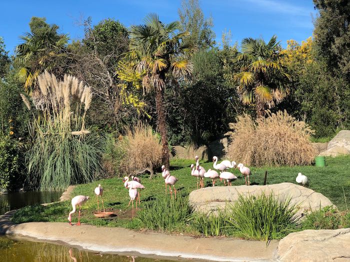Oakland zoo flamingos