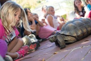 child and desert tortoise