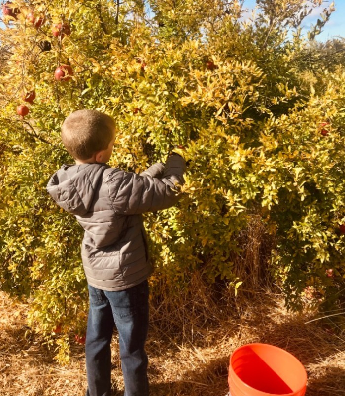 Pomegranate Picking in the East Bay 3 Boy Pomegranate Picking
