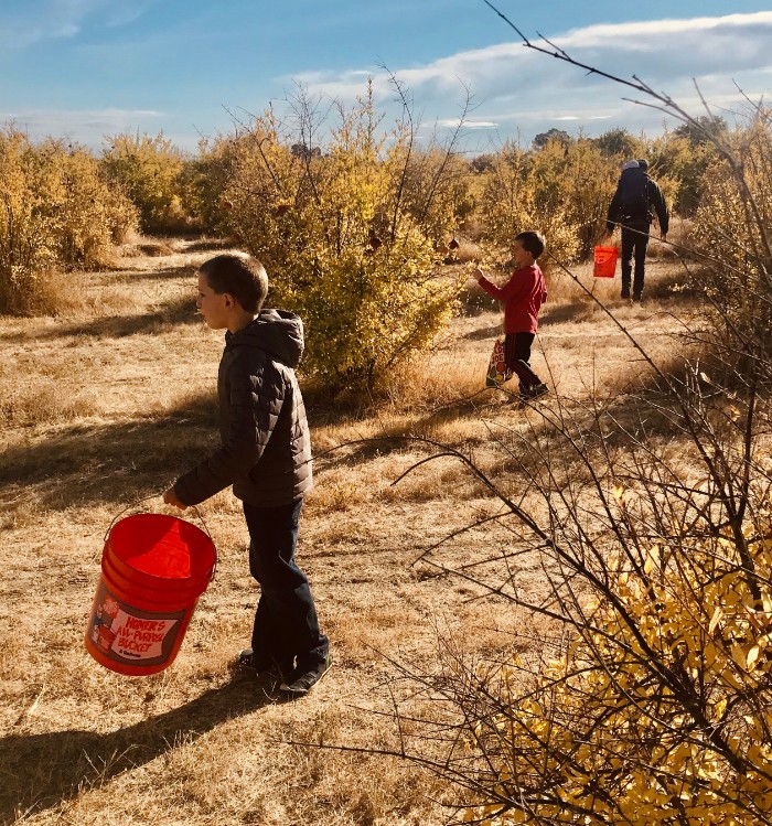 Pomegranate Picking in the East Bay 1 Family Pomegranate Picking