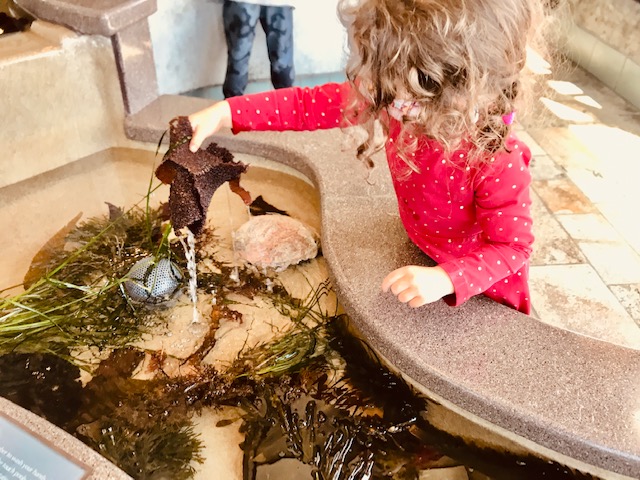 toddler touching sea kelp