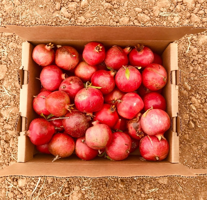 Pomegranate Picking in the East Bay 2 Box of Pomegranates