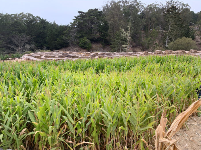 Arata's Pumpkin Farm corn field and hay maze
