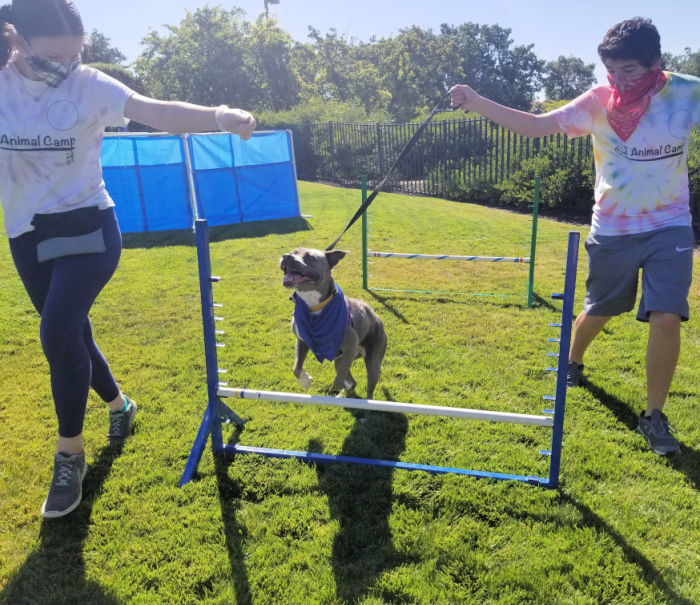 SPCA campers training a dog