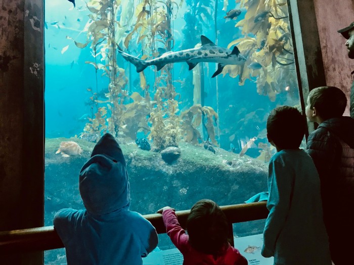 Monterey Bay Aquarium Installs Life Sized Blue Whale In San Francisco —  Cabrio Taxi Pedicabs