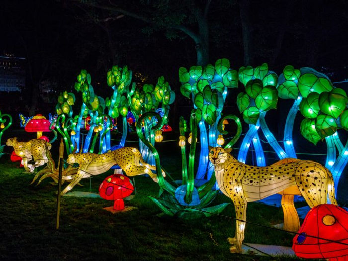 cheetah lantern installation