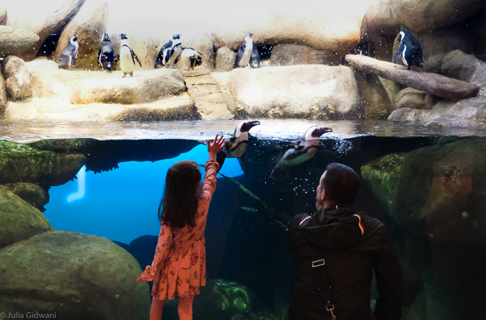 15 Places in the Bay Area Where Kids Can See Animals 9 penguins cal academy