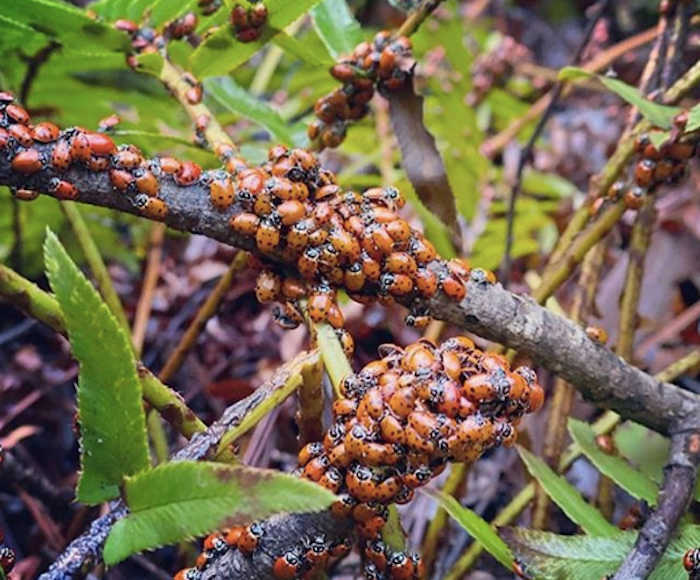 Ladybug Colony