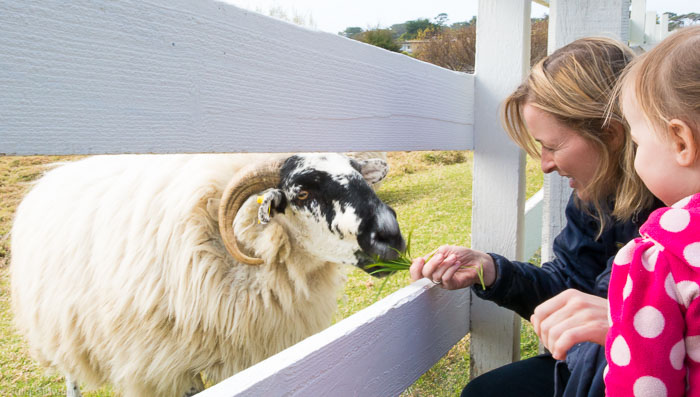 Day Trip: Sheep at Mission Ranch, in the Fairytale-esque Carmel-by-the-Sea