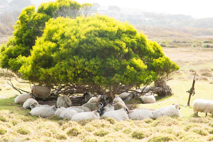 Day Trip: Sheep at Mission Ranch, in the Fairytale-esque Carmel-by-the-Sea 4 Mission Ranch Sheep