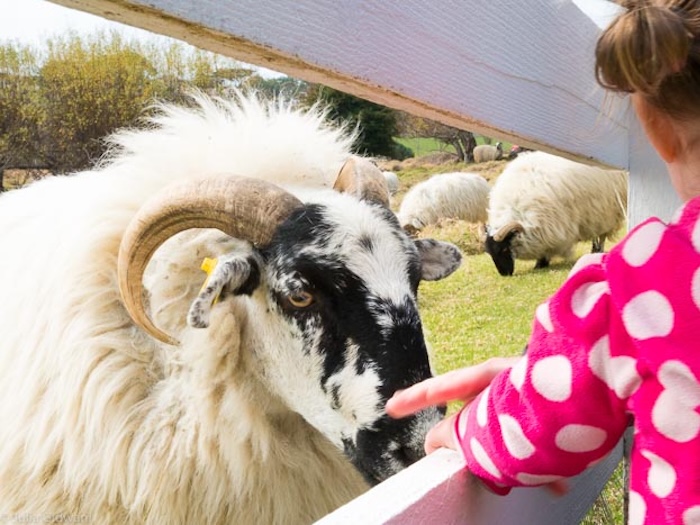 sheep and child
