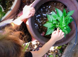 plant and kids hands