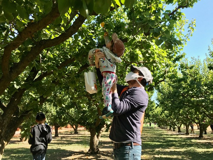 Apricot Picking in Brentwood