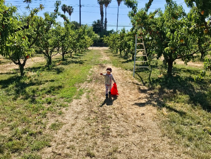 Peach Picking in Brentwood