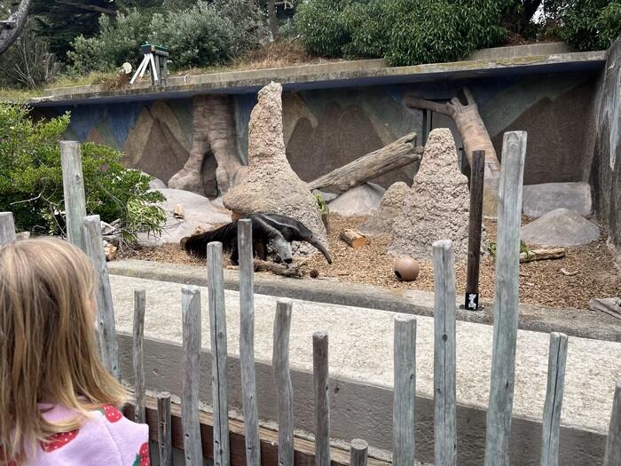 Anteater at San Francisco Zoo
