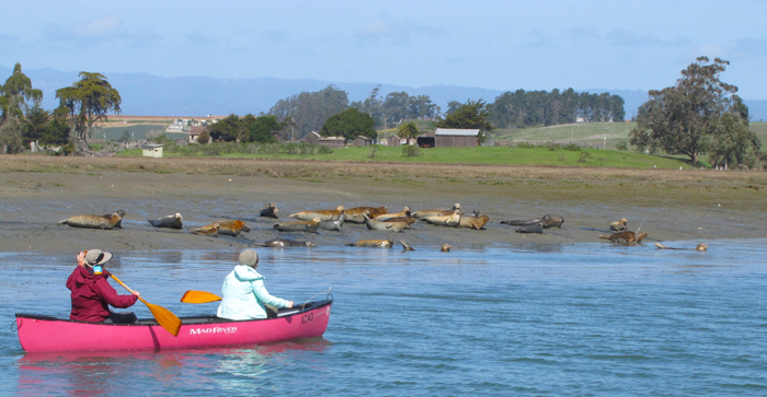 Elkhorn Slough
