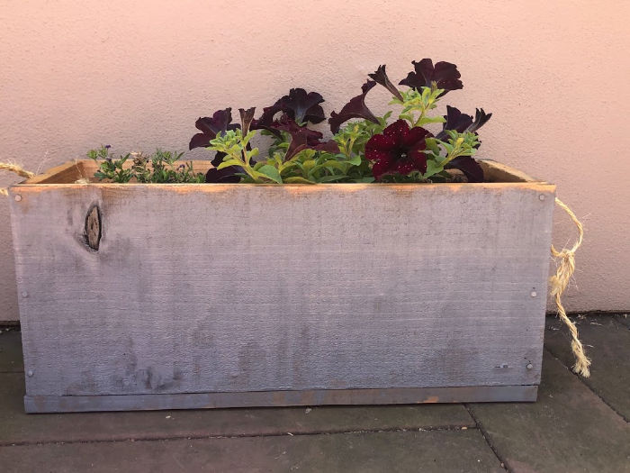 lettuce garden