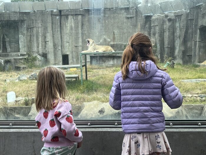 Children viewing Lion at San Francisco Zoo