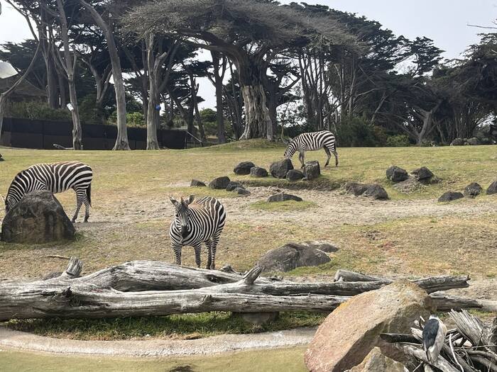 Zebras at San Francisco Zoo