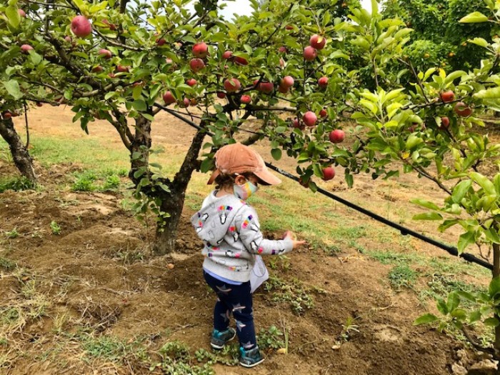 Apple-Picking -Gabriel-Farm-Sebastopol