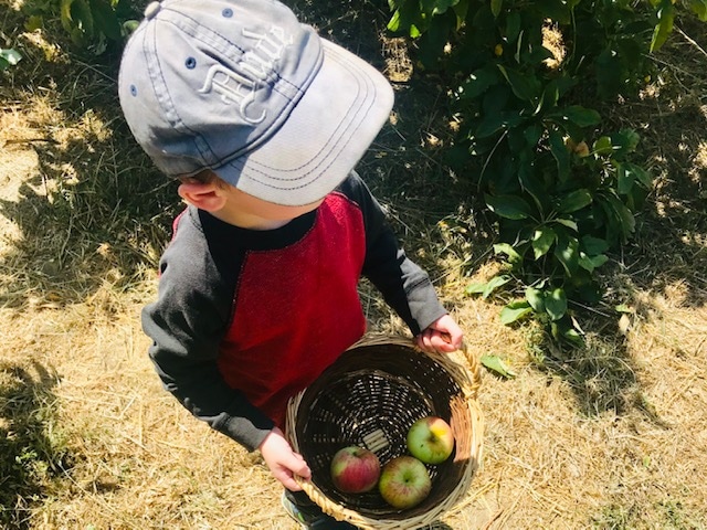 Apple Picking with Children Near the Bay Area - 510 Families