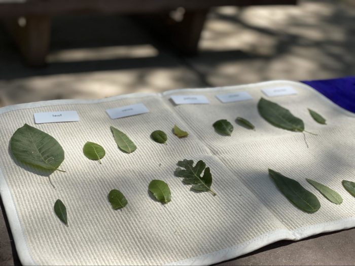 leaf identification