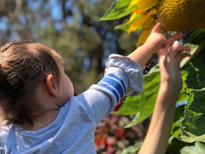 Giant sunflowers at Cloverfield