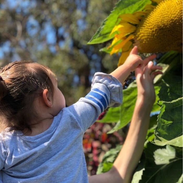 Cloverfield U-Pick Organic Farm in El Sobrante 3 Giant sunflowers at Cloverfield
